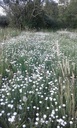 Camomille romaine - Anthemis nobilis - Phytothérapie Demeter Bio - Phytotype