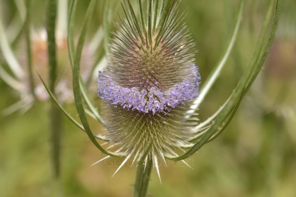 Cardère  - Dipsacus fullonum - Phytothérapie Demeter Bio - Phytotype