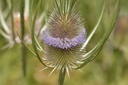 Cardère  - Dipsacus fullonum - Phytothérapie Demeter Bio - Phytotype