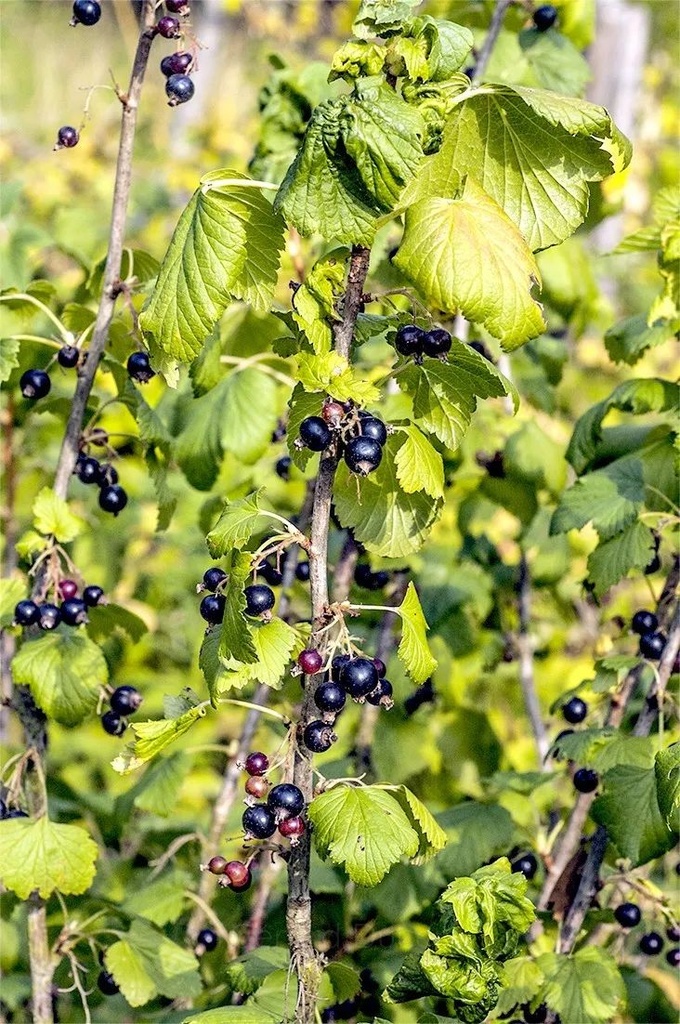 Cassissier fruit - Ribes nigrum - Phytothérapie Demeter Bio - Phytotype