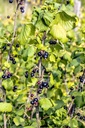 Cassissier fruit - Ribes nigrum - Phytothérapie Demeter Bio - Phytotype