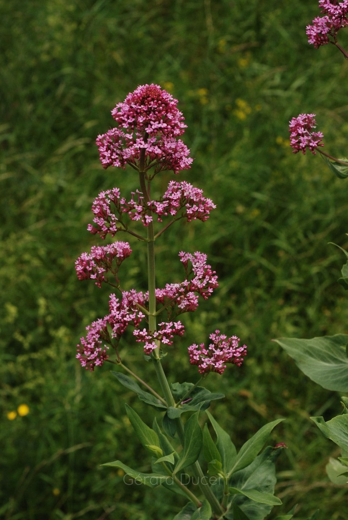 Centranthe rouge - Centranthus ruber - Phytothérapie Demeter Bio - Phytotype