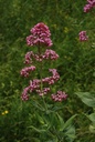 Centranthe rouge - Centranthus ruber - Phytothérapie Demeter Bio - Phytotype