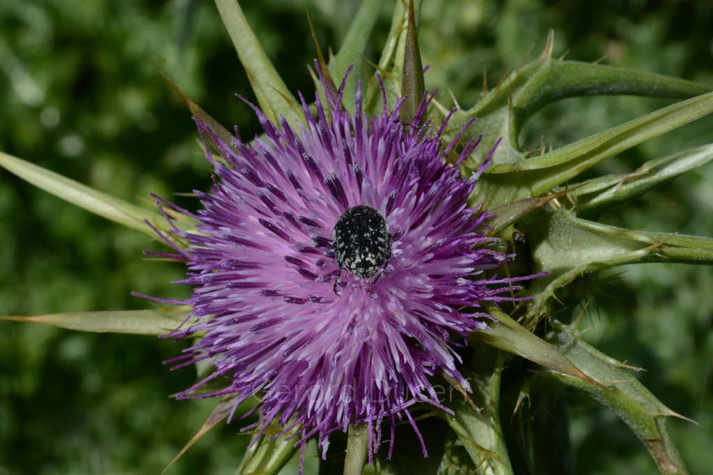 Chardon Marie - Silybum marianum - Phytothérapie Demeter Bio - Phytotype