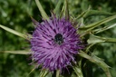 Chardon Marie - Silybum marianum - Phytothérapie Demeter Bio - Phytotype