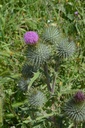 Cirse des champs - Cirsium arvense - Phytothérapie Demeter Bio - Phytotype