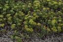 Crithme maritime - Crithmum maritimum - Phytothérapie Demeter Bio - Phytotype