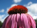 Echinacée pourpre - Echinacea purpurea - Phytothérapie Demeter Bio - Phytotype