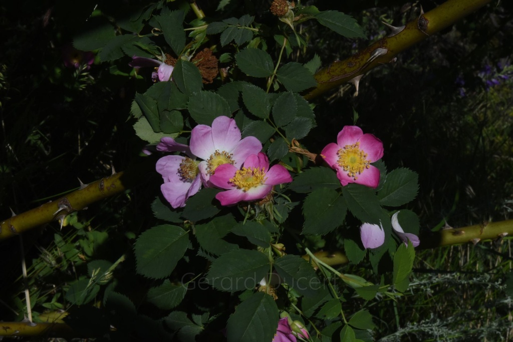 Eglantier fleur - Rosa canina - Phytothérapie Demeter Bio - Phytotype