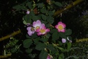 Eglantier fleur - Rosa canina - Phytothérapie Demeter Bio - Phytotype