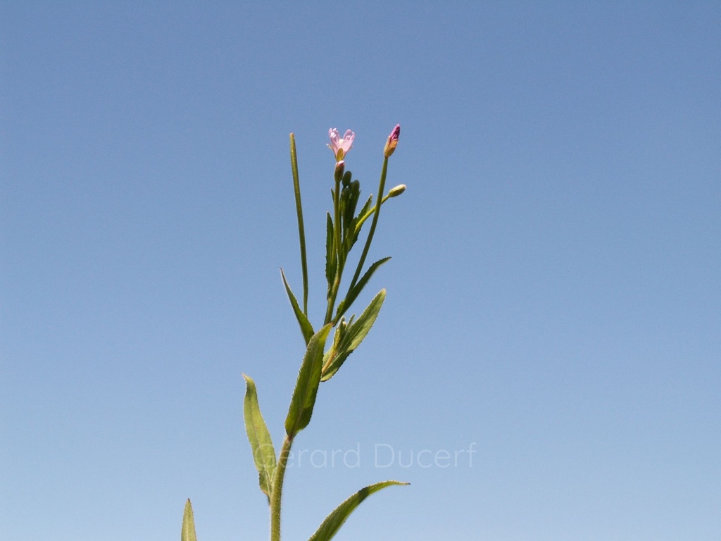 Epilobe à petites fleurs - Epilobium parviflorum - Phytothérapie Demeter Bio - Phytotype