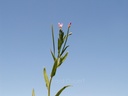 Epilobe à petites fleurs - Epilobium parviflorum - Phytothérapie Demeter Bio - Phytotype