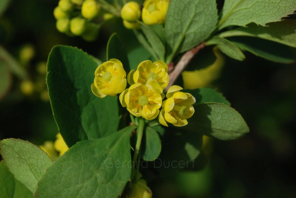 Epine vinette - Berberis vulgaris - Phytothérapie Demeter Bio - Phytotype