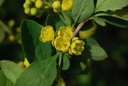 Epine vinette - Berberis vulgaris - Phytothérapie Demeter Bio - Phytotype