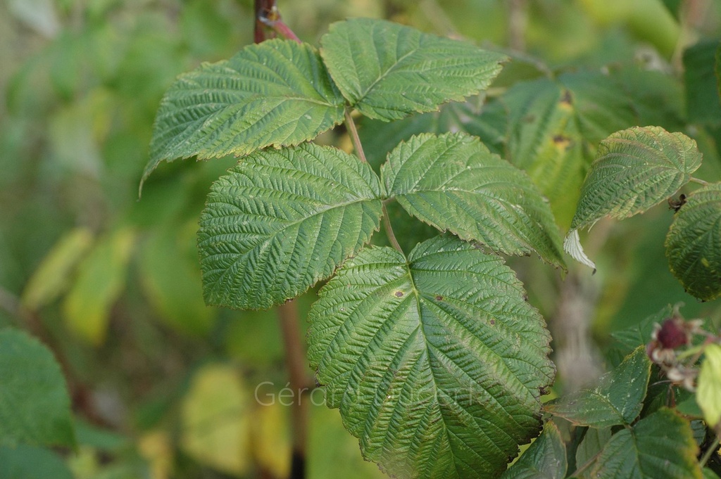 Framboisier  - Rubus idaeus - Phytothérapie Demeter Bio - Phytotype