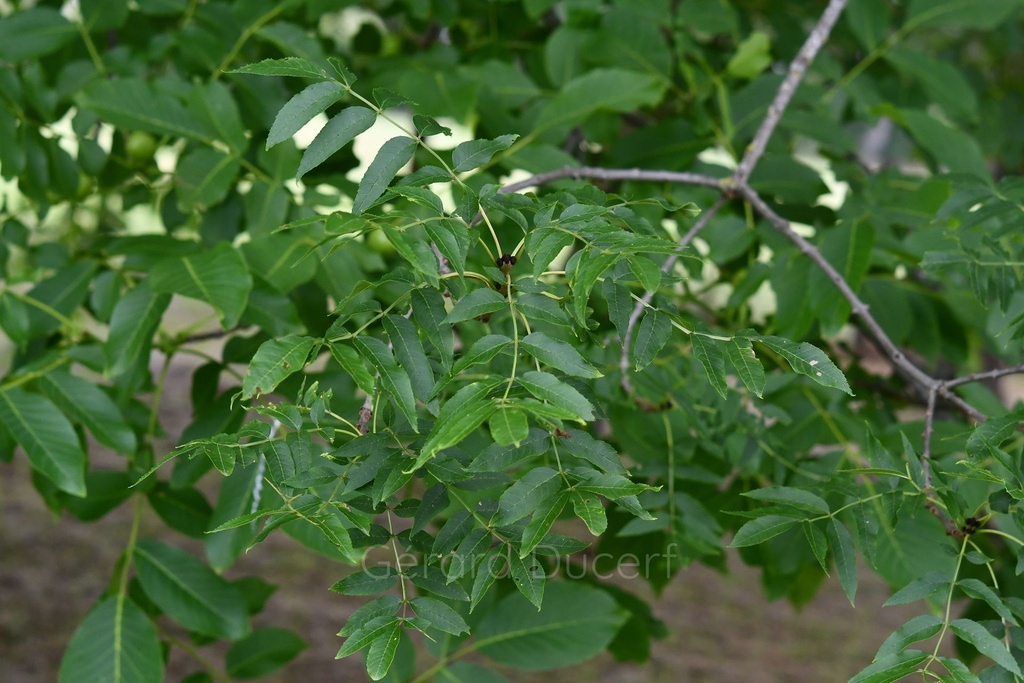 [T23FRE01] Frêne  - Fraxinus excelsior - Phytothérapie Demeter Bio - Phytotype