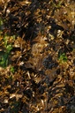 Fucus vésiculeux - Fucus vesiculosus - Phytothérapie Demeter Bio - Phytotype