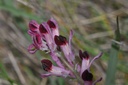Fumeterre  - Fumaria officinalis - Phytothérapie Demeter Bio - Phytotype