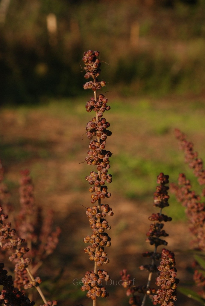 [T10GATT01] Gattilier  - Vitex agnus castus - Phytothérapie Demeter Bio - Phytotype