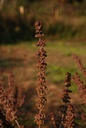 Gattilier  - Vitex agnus castus - Phytothérapie Demeter Bio - Phytotype