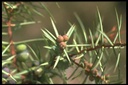 Genévrier  - Juniperus communis - Phytothérapie Demeter Bio - Phytotype