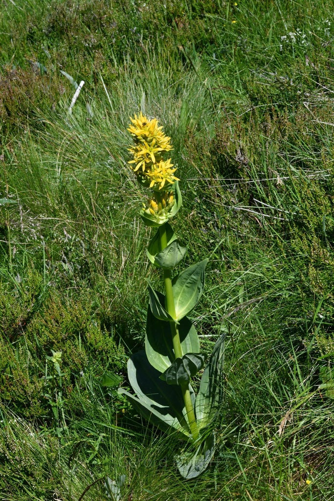 Gentiane  - Gentiana lutea - Phytothérapie Demeter Bio - Phytotype