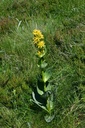 Gentiane  - Gentiana lutea - Phytothérapie Demeter Bio - Phytotype