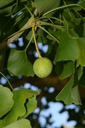 Ginkgo  - Ginkgo biloba - Phytothérapie Demeter Bio - Phytotype