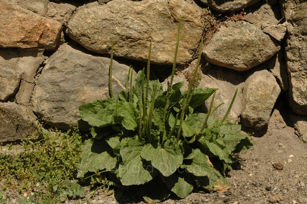 Grand plantain - Plantago major - Phytothérapie Demeter Bio - Phytotype