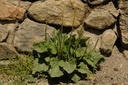 Grand plantain - Plantago major - Phytothérapie Demeter Bio - Phytotype
