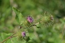 Grande bardane - Lappa major - Phytothérapie Demeter Bio - Phytotype