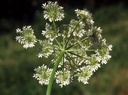 Grande berce - Heracleum sphondylium - Phytothérapie Demeter Bio - Phytotype