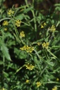 Herbe aux chantres - Sisymbrium officinale - Phytothérapie Demeter Bio - Phytotype