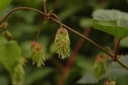 Houblon  - Humulus lupulus - Phytothérapie Demeter Bio - Phytotype