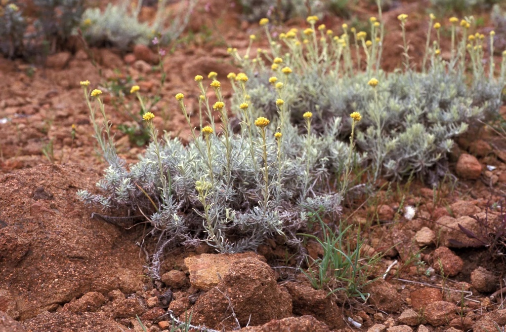 Immortelle d’Italie - Helichrysum italicum - Phytothérapie Demeter Bio - Phytotype