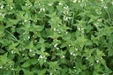 Lamier blanc - Lamium album - Phytothérapie Demeter Bio - Phytotype