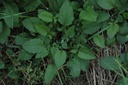 Lampsane commune - Lapsana communis - Phytothérapie Demeter Bio - Phytotype