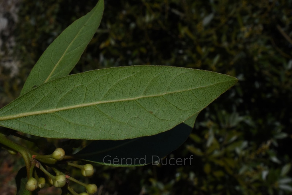 Laurier noble - Laurus nobilis - Phytothérapie Demeter Bio - Phytotype