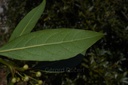 Laurier noble - Laurus nobilis - Phytothérapie Demeter Bio - Phytotype