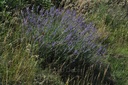 Lavande vraie - Lavandula angustifolia - Phytothérapie Demeter Bio - Phytotype