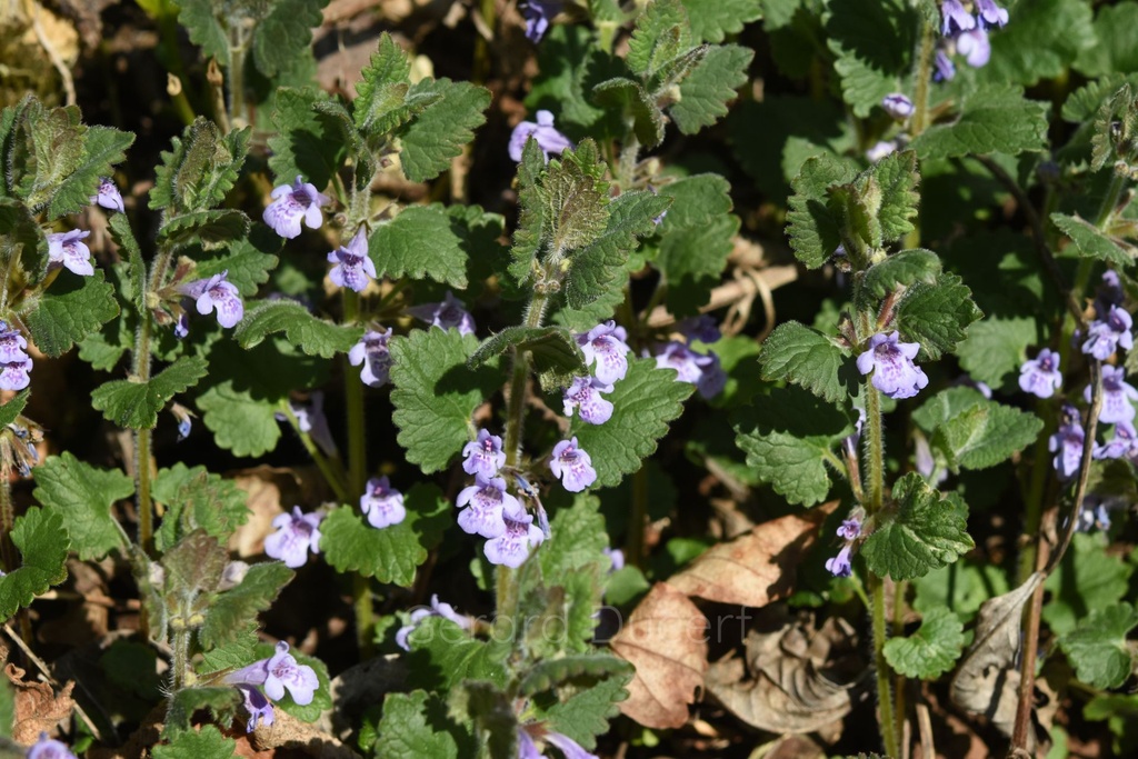Lierre terrestre - Glechoma hederacea - Phytothérapie Demeter Bio - Phytotype