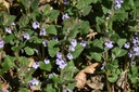 Lierre terrestre - Glechoma hederacea - Phytothérapie Demeter Bio - Phytotype
