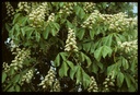 Marronnier d’Inde - Aesculus hippocastanum - Phytothérapie Demeter Bio - Phytotype