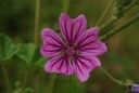 Mauve sylvestre - Malva sylvestris - Phytothérapie Demeter Bio - Phytotype