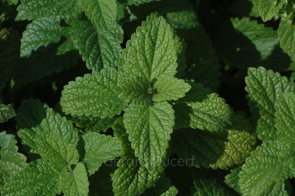 Mélisse  - Melissa officinalis - Phytothérapie Demeter Bio - Phytotype