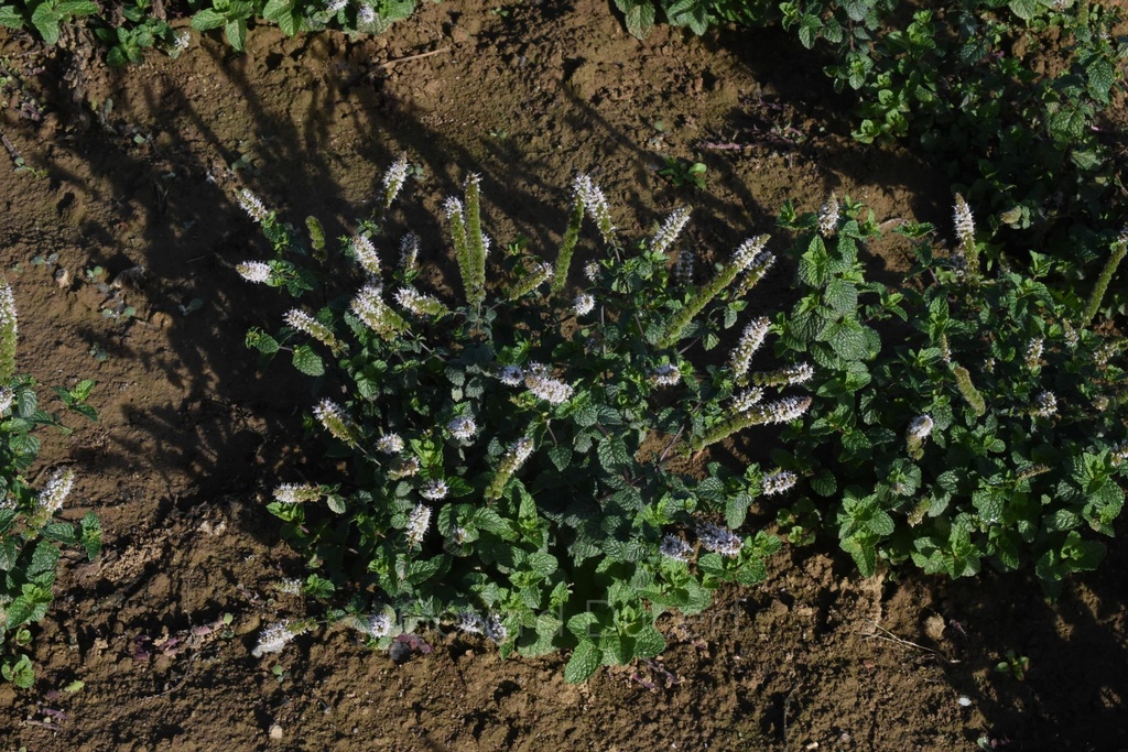 Menthe poivrée - Mentha piperita - Phytothérapie Demeter Bio - Phytotype