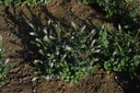 Menthe poivrée - Mentha piperita - Phytothérapie Demeter Bio - Phytotype