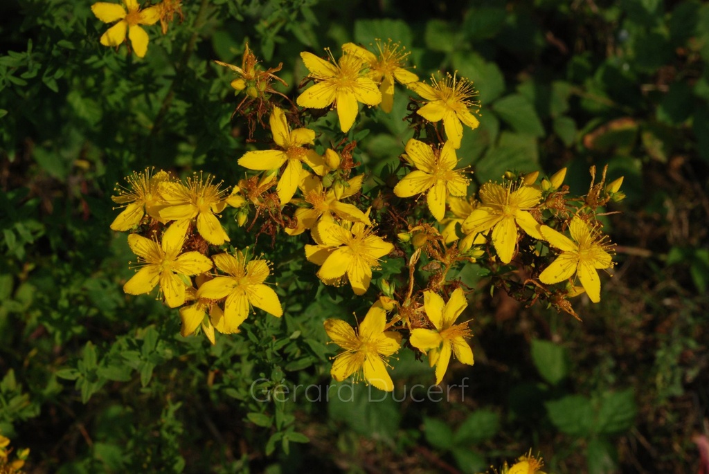 Millepertuis  - Hypericum perforatum - Phytothérapie Demeter Bio - Phytotype