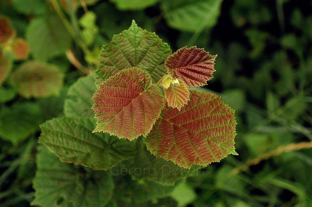 Noisetier  - Corylus avellana - Phytothérapie Demeter Bio - Phytotype