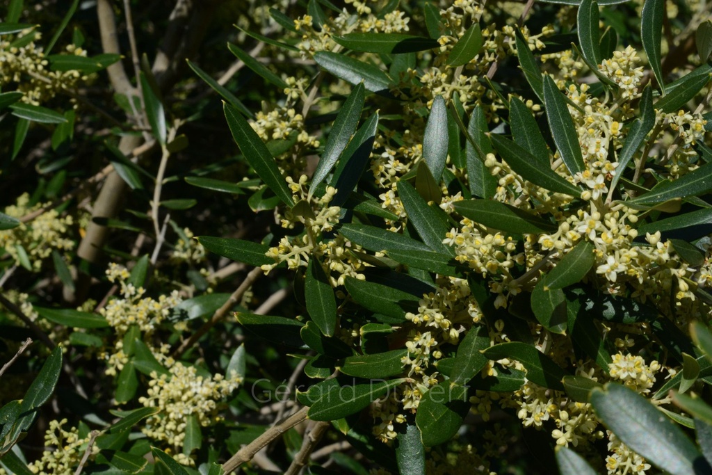 [T12OLIV01] Olivier  - Olea europaea - Phytothérapie Demeter Bio - Phytotype